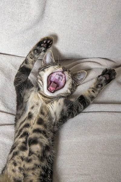 CAT. kitten laying on its back with paws up, mouth open, laugh, smile