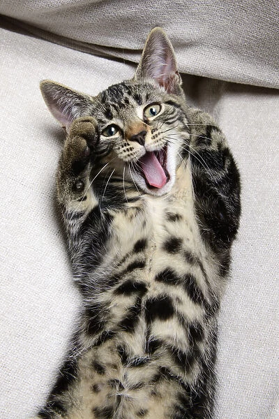 CAT. kitten laying on its back with paws up, mouth open, laugh, smile