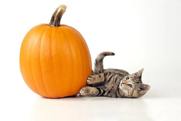 CAT - Kitten laying next to a pumpkin