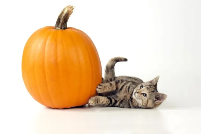 Framed Print : CAT - Kitten laying next to a pumpkin Framed Print : CAT - Kitten laying next to a pumpkin