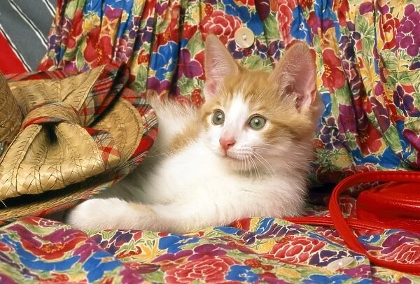 Cat - kitten laying under straw hat