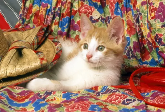 Framed Print : Cat - kitten laying under straw hat Framed Print : Cat - kitten laying under straw hat