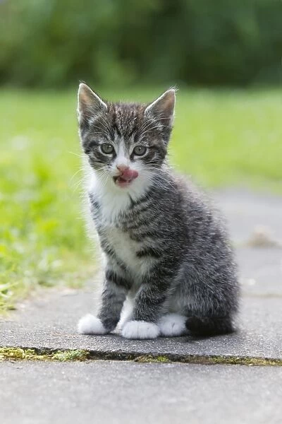 Cat - kitten licking its lips clean after drinking milk - Lower Saxony - Germany
