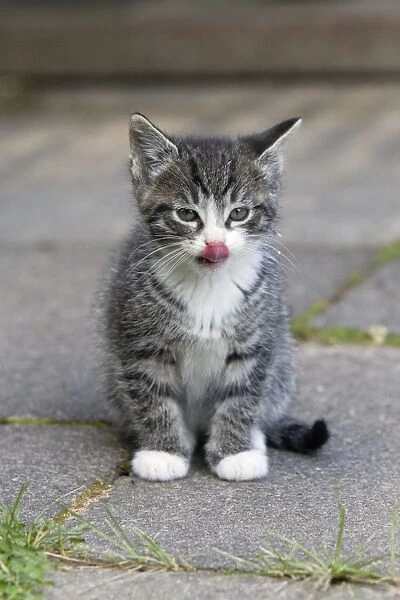 Cat - kitten licking its lips clean after drinking milk - Lower Saxony - Germany
