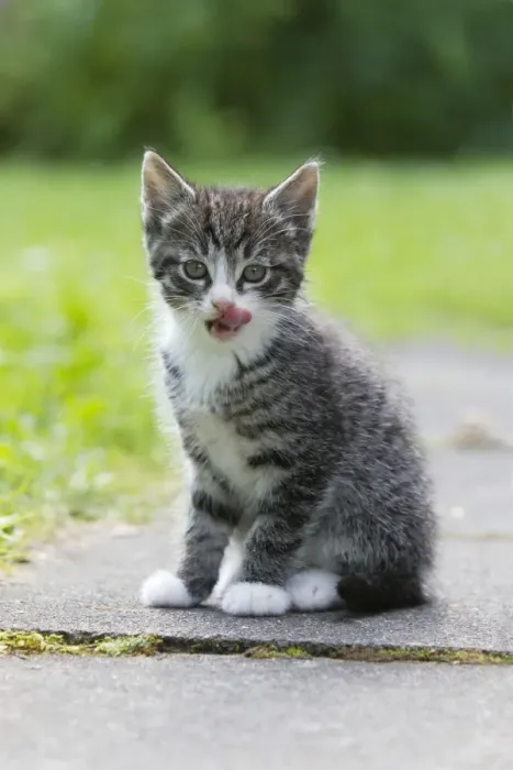 Framed Print : Cat - kitten licking its lips clean after drinking milk - Lower Saxony - Germany Framed Print : Cat - kitten licking its lips clean after drinking milk - Lower Saxony - Germany