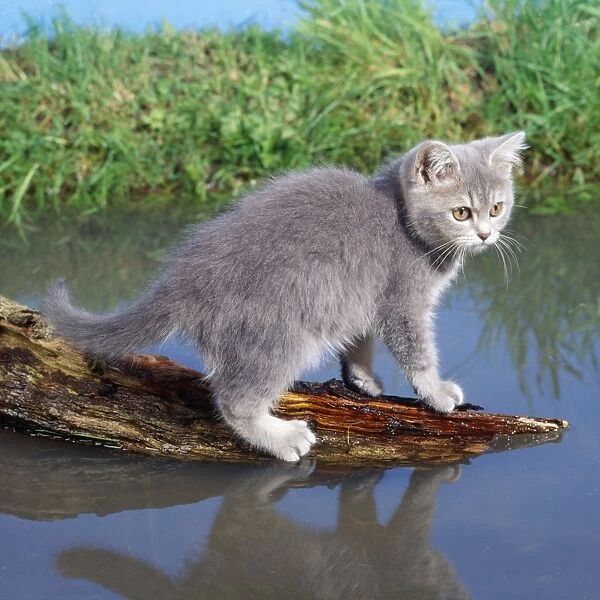Cat - kitten on log in pond
