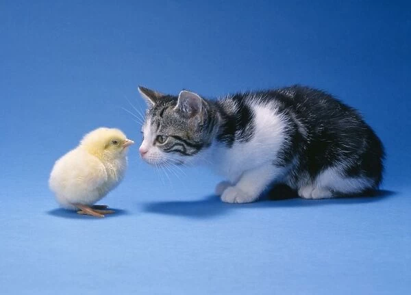 Cat - Kitten looking at chick