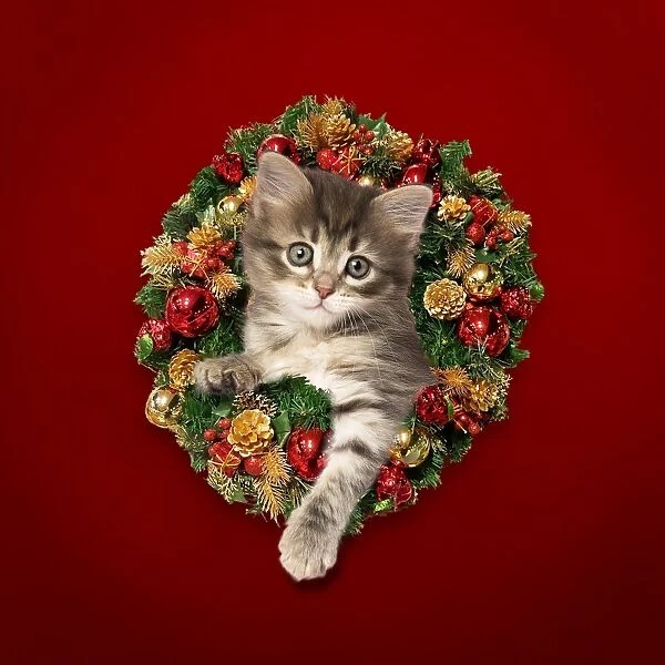 Cat kitten looking through Christmas Wreath Digital Mani