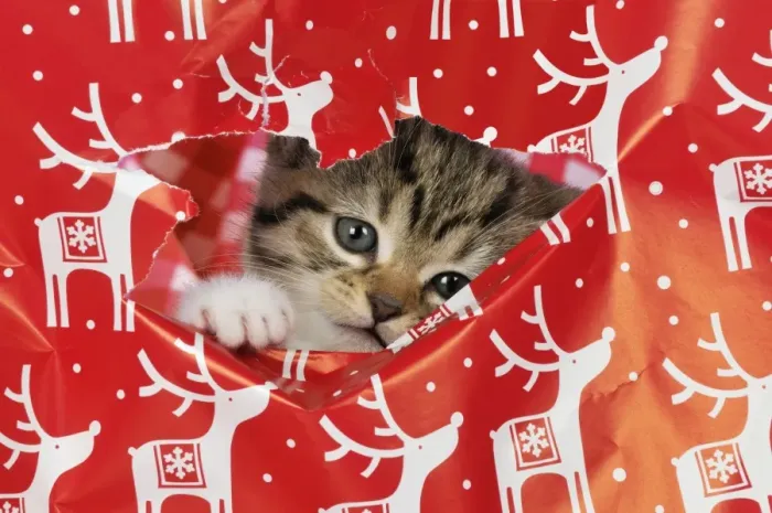 Framed Print : CAT - Kitten looking through hole in christmas wrapping paper Digital Manipulation: tidied up wrapping paper & changed colour to background material Framed Print : CAT - Kitten looking through hole in christmas wrapping paper Digital Manipulation: tidied up wrapping paper & changed colour to background material