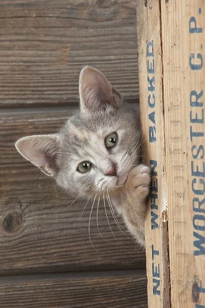 CAT - Kitten looking around the side of a wooden box