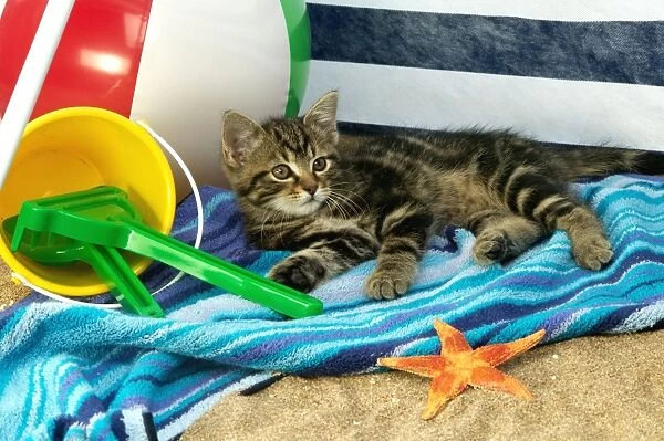 Cat - Kitten lying down on beach towel