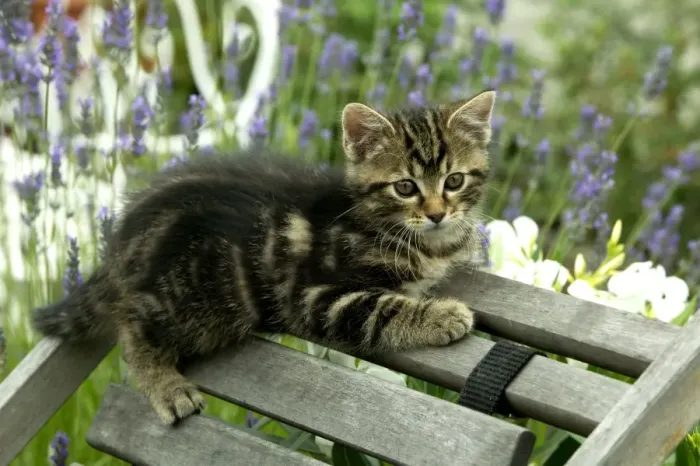 Framed Print : Cat Kitten lying on chair in garden Framed Print : Cat Kitten lying on chair in garden