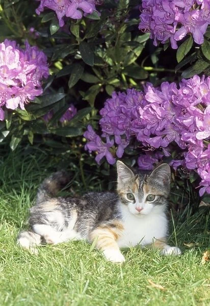 Cat - kitten lying by flowers