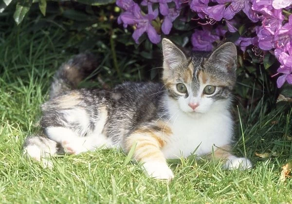 Cat - kitten lying by flowers