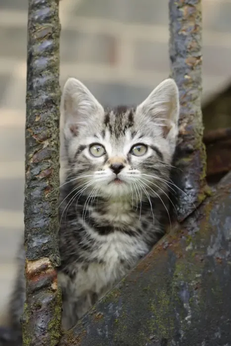 Framed Print : Cat - Kitten on metal stairs Framed Print : Cat - Kitten on metal stairs