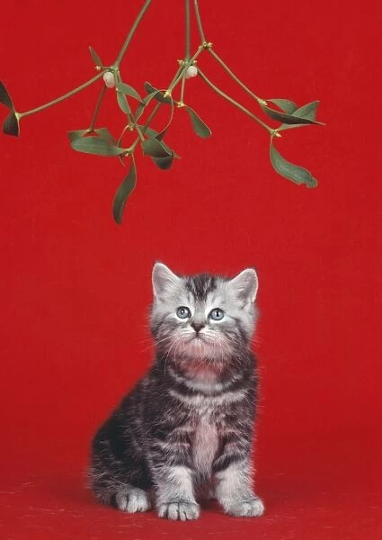 Cat Kitten under the mistletoe at Christmas
