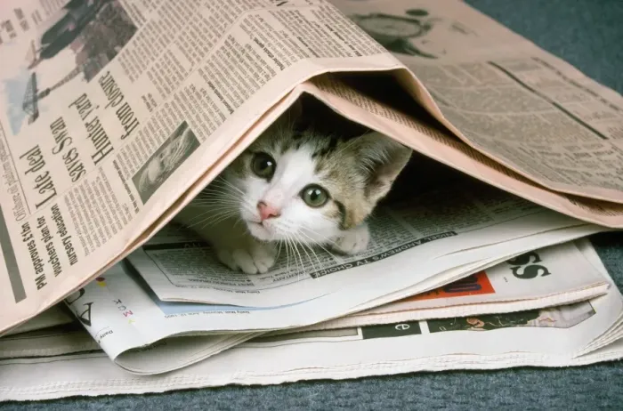 Framed Print : Cat - kitten & newspapers Framed Print : Cat - kitten & newspapers