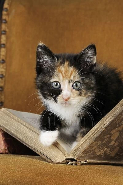 Cat - Kitten with old book