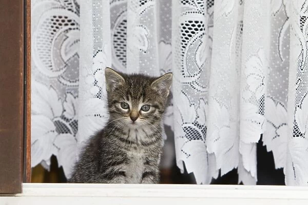 Cat - kitten in open doorway - Lower Saxony - Germany