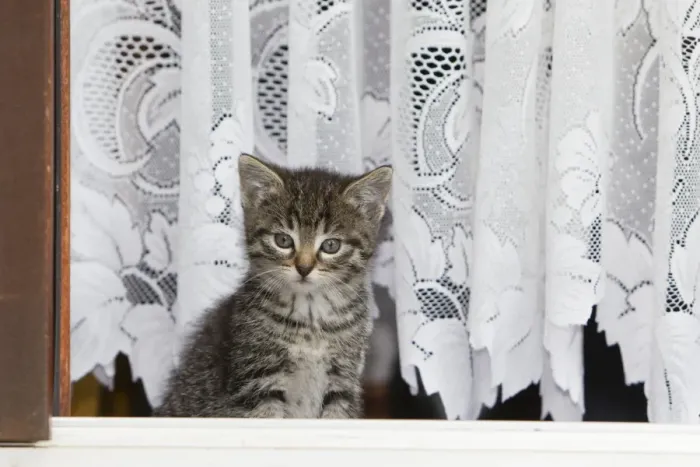 Framed Print : Cat - kitten in open doorway - Lower Saxony - Germany Framed Print : Cat - kitten in open doorway - Lower Saxony - Germany