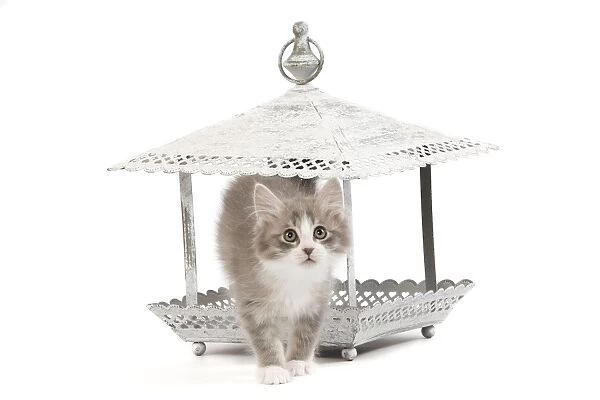 Cat - kitten in ornamental bird feeder in studio