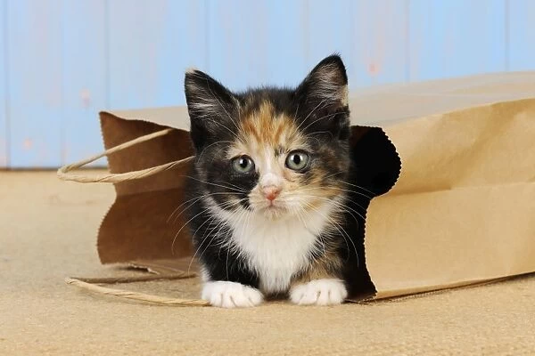 Cat - Kitten in paper bag