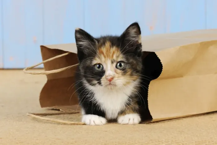 Framed Print : Cat - Kitten in paper bag Framed Print : Cat - Kitten in paper bag