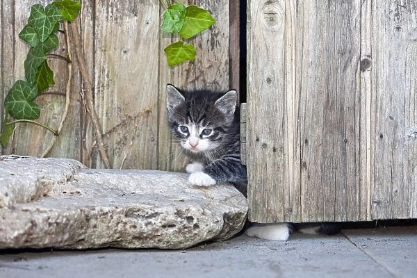 Cat - kitten peering out of garden shed door - Lower Saxony - Germany