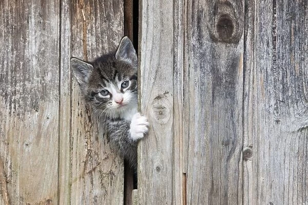 Cat - kitten peering out of garden shed - Lower Saxony - Germany