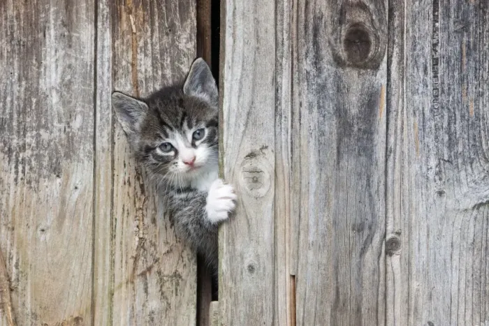 Framed Print : Cat - kitten peering out of garden shed - Lower Saxony - Germany Framed Print : Cat - kitten peering out of garden shed - Lower Saxony - Germany