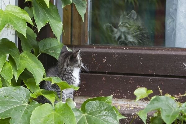 Cat - kitten peering at another kitten through glass door - Lower Saxony - Germany