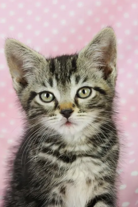 Framed Print : Cat - Kitten on pink background Framed Print : Cat - Kitten on pink background