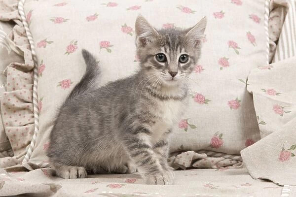 Cat - kitten with pink flowery cushions