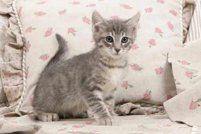 Framed Print : Cat - kitten with pink flowery cushions Framed Print : Cat - kitten with pink flowery cushions
