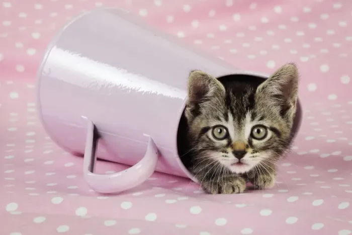 Framed Print : Cat. Kitten in pink jug Framed Print : Cat. Kitten in pink jug
