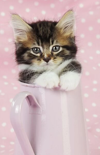 Cat. Kitten in pink jug