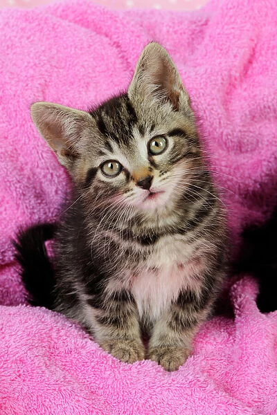 Cat. Kitten on pink towel