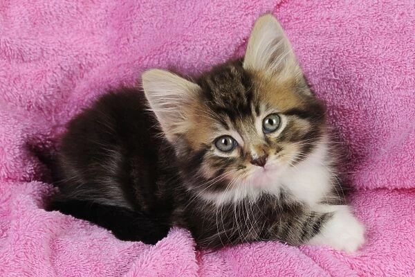 Cat - Kitten on pink towel