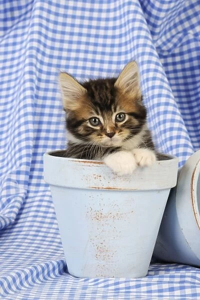 Cat. Kitten in plant pots