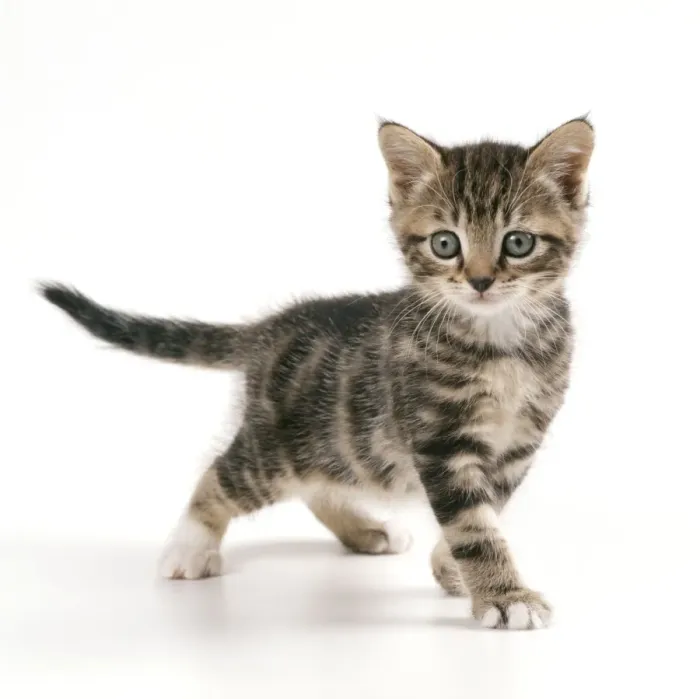 Framed Print : Cat - Kitten in playful mood, 45 days old Framed Print : Cat - Kitten in playful mood, 45 days old