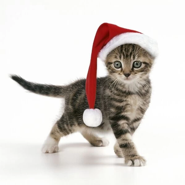 Cat - Kitten in playful mood, wearing a Christmas hat, 45 days old