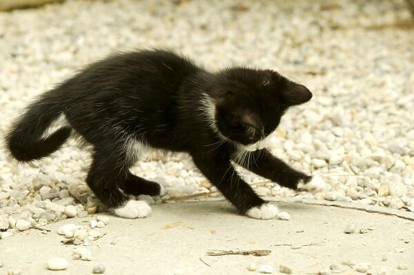 Cat Kitten playing