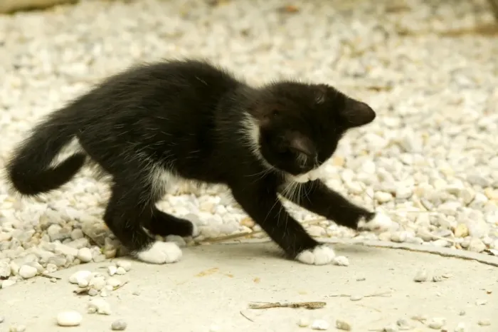 Framed Print : Cat Kitten playing Framed Print : Cat Kitten playing