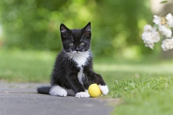Cat - kitten playing with ball in garden - Lower Saxony - Germany