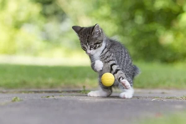 Cat - kitten playing with ball in garden - Lower Saxony - Germany
