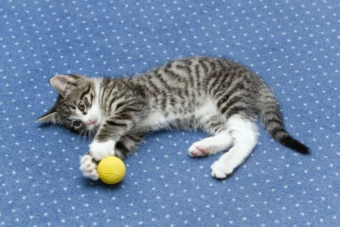 Framed Print : Cat - kitten playing with ball on living room carpet - Lower Saxony - Germany Framed Print : Cat - kitten playing with ball on living room carpet - Lower Saxony - Germany
