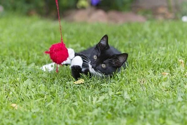 Cat - kitten playing with ball of wool in garden - Lower Saxony - Germany