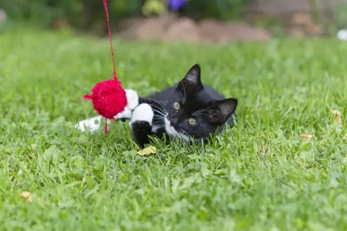 Framed Print : Cat - kitten playing with ball of wool in garden - Lower Saxony - Germany