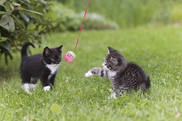 Cat - two kitten playing with bell-ball in garden - Lower Saxony - Germany
