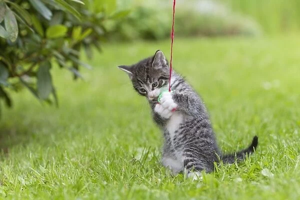 Cat - Kitten playing with bell-ball in garden - Lower Saxony - Germany